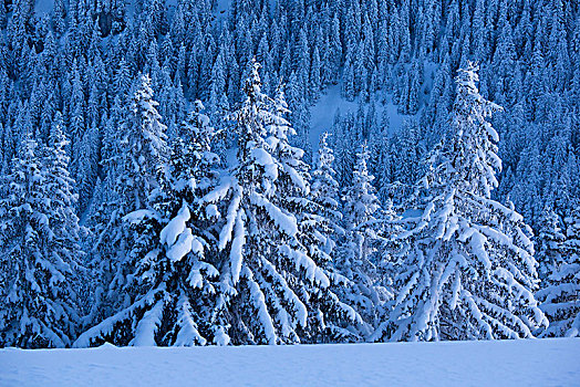 冬日树林,兰格丽斯,巴伐利亚,上巴伐利亚,德国