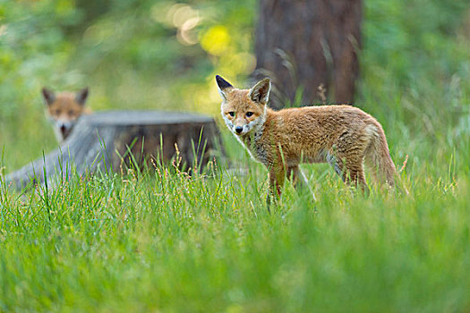 幼兽,红狐,狐属,树林,德国
