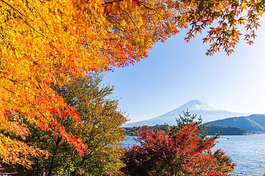 富士山,枫树,湖