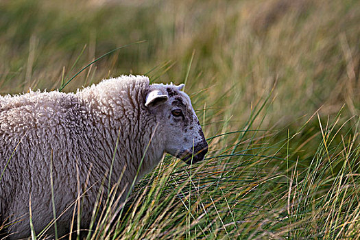 绵羊,石荷州,德国,欧洲