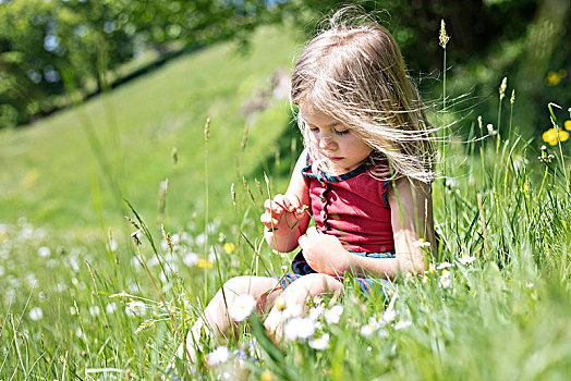 小女孩,摘花,坐,花,草地,上巴伐利亚,巴伐利亚,德国,欧洲