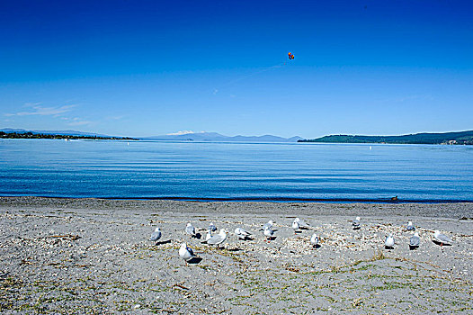 蓝色,水,陶波,湖,东加里罗国家公园,背景,北岛,新西兰