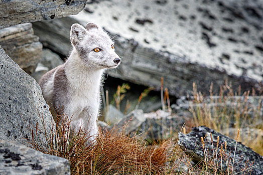 北极狐,狐属,石头,国家公园,挪威,欧洲