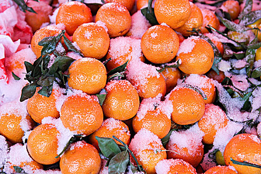冰雪中的橘子