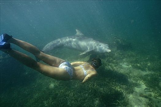 宽吻海豚,水下呼吸管,俯视,珊瑚礁,洪都拉斯
