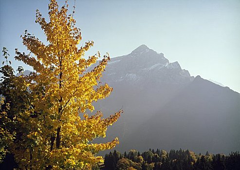 秋天,树,山,背景,瑞士