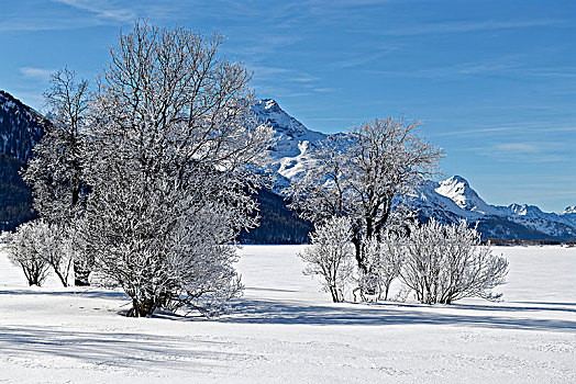 树,白霜,冰冻,湖,恩格达恩,瑞士,欧洲