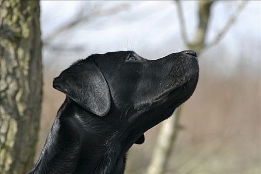 黑色拉布拉多犬,狗,张望,天空