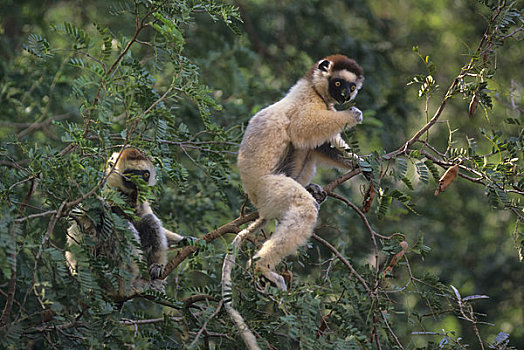 马达加斯加,马达加斯加狐猴,狐猴,进食,树上