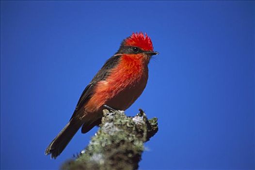 朱红色,阿尔斯多火山,伊莎贝拉岛,加拉帕戈斯群岛,厄瓜多尔