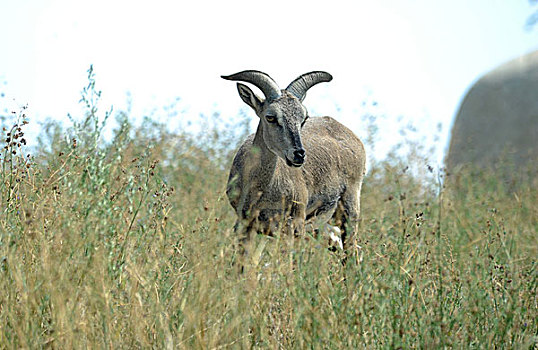 中国国家二级保护动物---岩羊