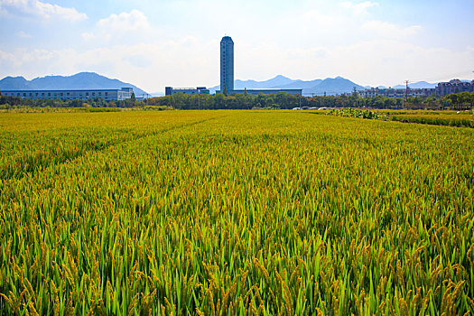 鄞州,东吴镇,东吴,水稻,稻田,田园,天空,阳光