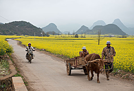 云南罗平县,乡村公路旁,油菜地,徐学哲摄影,尼康,年,月