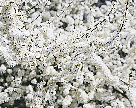 盛开,装饰,樱桃树,白色,泡沫,花,春天,西雅图