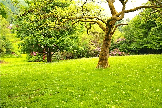 绿色公园,春天,苏格兰