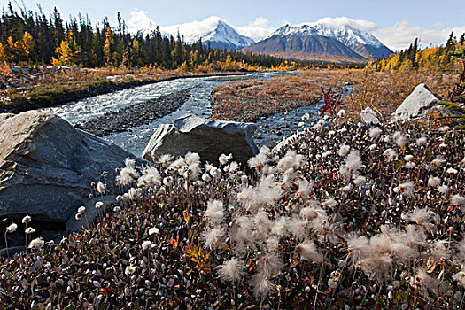 羊胡子草,溪流,秋天,秋色,深秋,山峦,克卢恩山脉,后面,克卢恩国家公园,自然保护区,育空地区,加拿大
