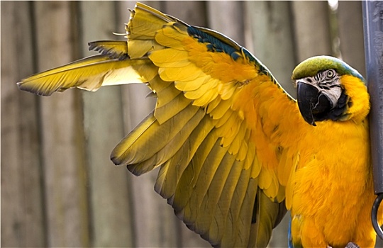 蓝色,金色,金刚鹦鹉,伸展,黄色,翼