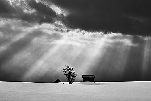 积雪,冬季风景,生动,天空,两个,小,房子,孤树,远景,美瑛