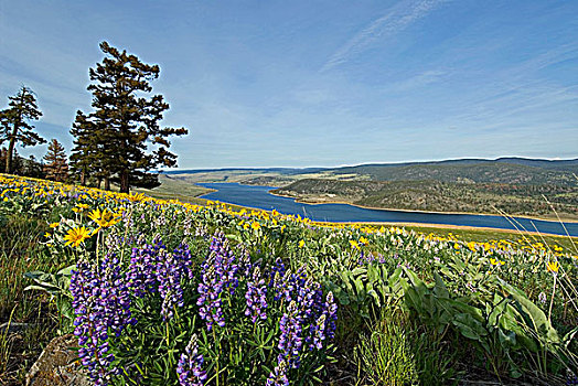 野花,美国黄松,创作,前景,树桩,湖,不列颠哥伦比亚省,加拿大