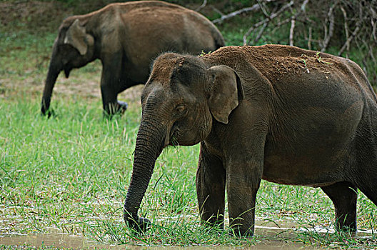亚洲象,象属,一对,放牧,斯里兰卡