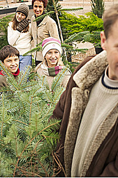 家庭,买,圣诞树
