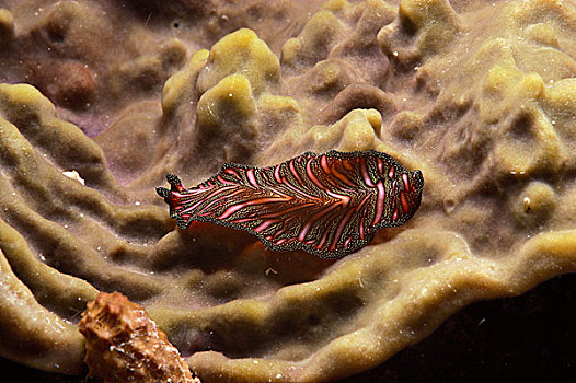 扁虫,爬行,珊瑚,大堡礁,澳大利亚