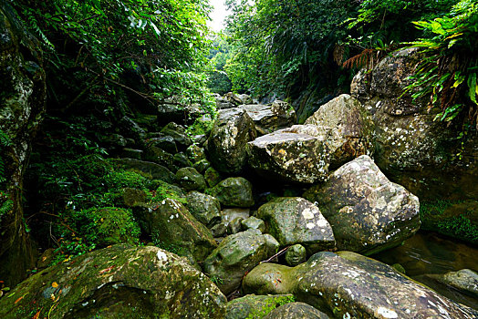 树林,岛屿,冲绳,日本