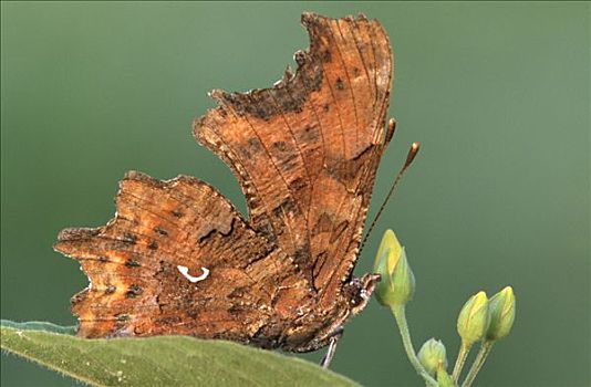 银纹多角蛱蝶,展示,褐色,保护色,翼,欧洲