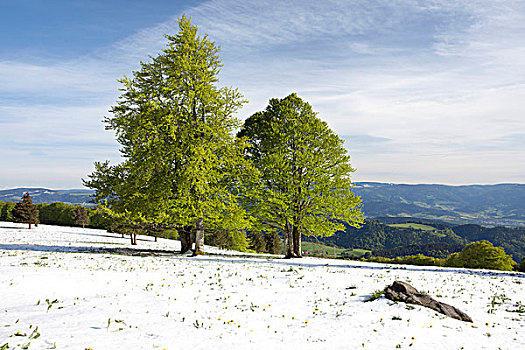 初雪,山毛榉树,翠绿,叶子,山,黑森林,巴登符腾堡,德国,欧洲