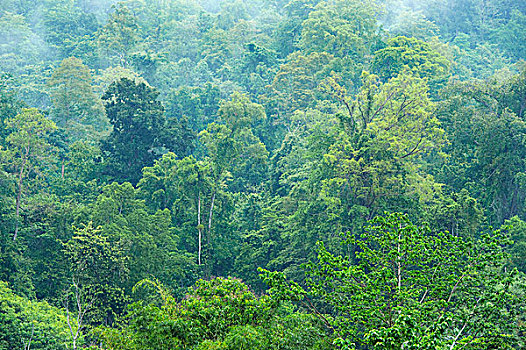 热带雨林,中心,苏拉威西岛,印度尼西亚