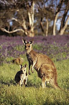 灰色,东方,袋鼠,灰袋鼠,哺乳动物,沃伦邦格尔国家公园,澳大利亚,动物