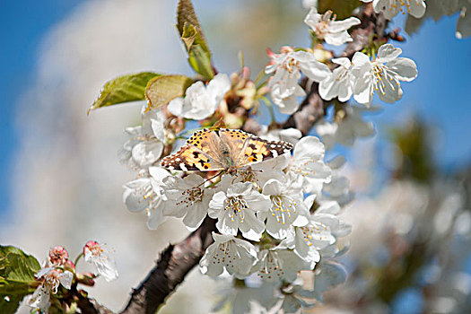 蝴蝶,樱花