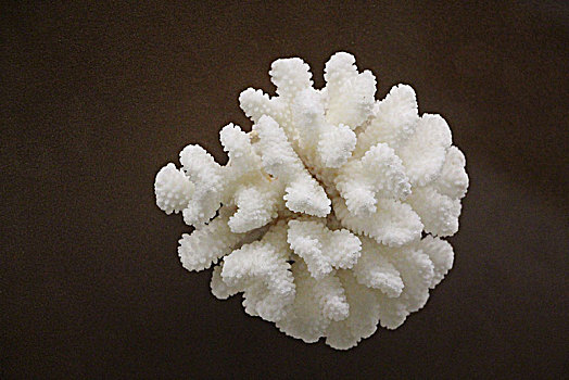 珊瑚,白珊瑚
