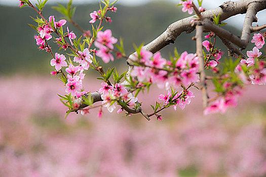 平谷桃花