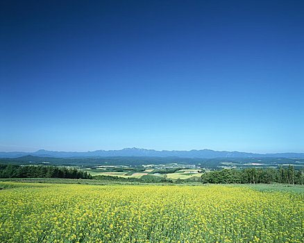 芥末,地点,山,观测,脚