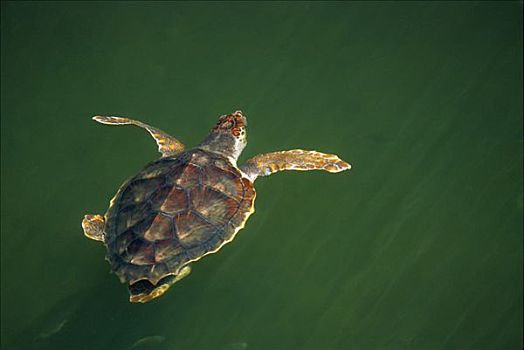 蠵龟,2-3岁,幼小,游泳,水面,佛罗里达