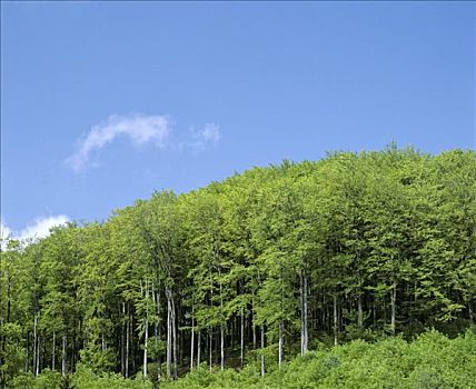 山毛榉,树林,春天,德国,欧洲