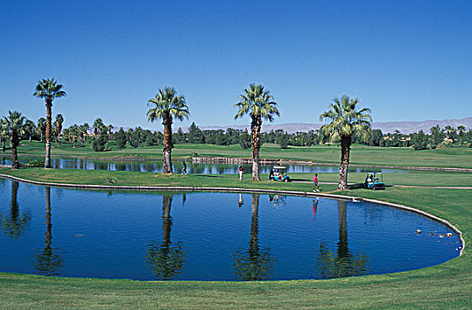 高尔夫,场地,胜地,手掌,棕榈树,加利福尼亚,北美,美国
