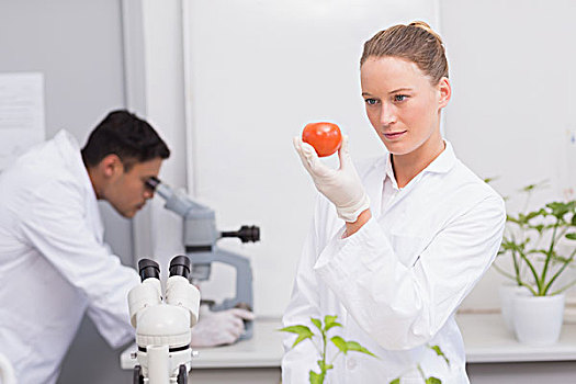 关注,科学家,看,西红柿
