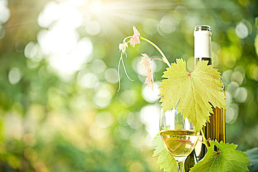 白葡萄酒瓶,葡萄藤,葡萄酒杯,绿色,春天,背景