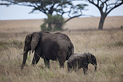 非洲大象134