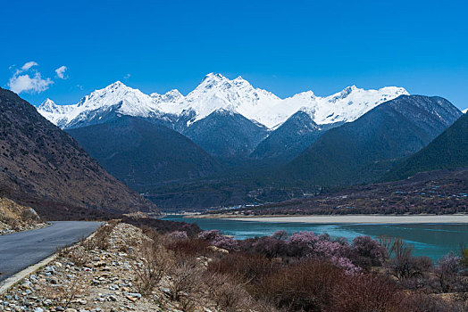 西藏雅鲁藏布江河谷的桃花
