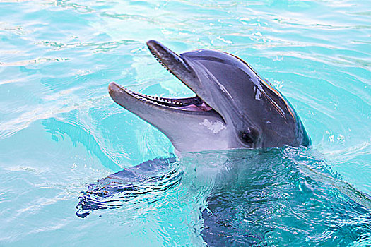 海豚,水中