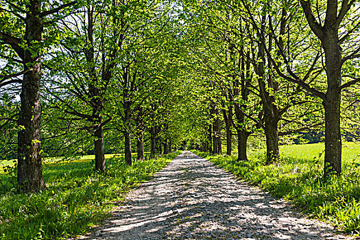 树林,道路,萨尔茨堡,奥地利