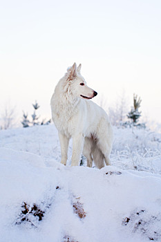 大型白狗的品种大全图片