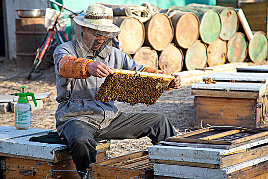 养蜂人在手工采集蜂蜜