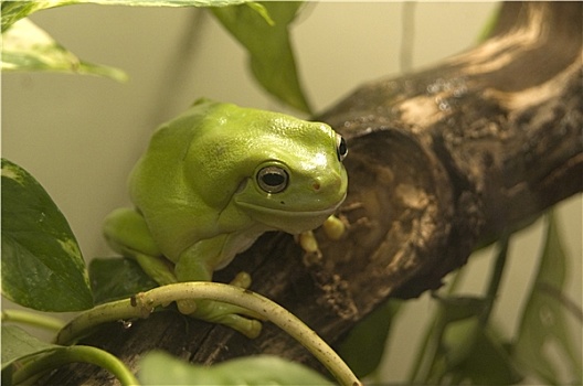 澳大利亚,绿树蛙