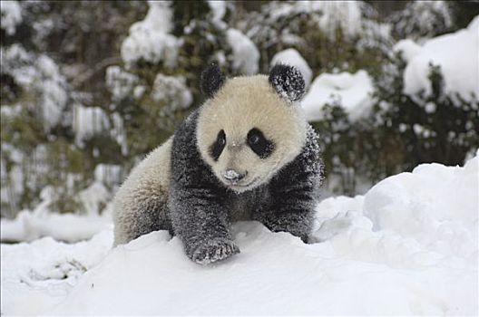 大熊猫,幼兽,玩雪,卧龙自然保护区,中国