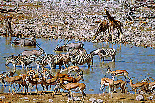 非洲,纳米比亚,埃托沙国家公园,水坑,流行,位置,注视,大,牧群,野生动物