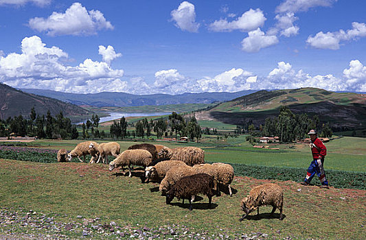 秘鲁,靠近,库斯科市,男孩,放牧,绵羊